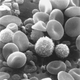 Illustration for article titled Scientists discover how to turn human skin into blood